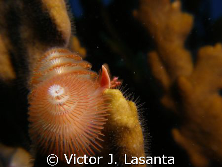 Christmas tree in a fire coral at forest dive site in Par... by Victor J. Lasanta 