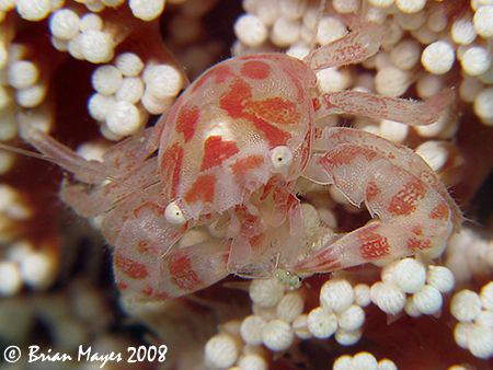 This tiny (15mm) Porcelain Crab (Porcellanella sp.) is co... by Brian Mayes 