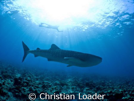 Whale Shark at Maamigili, Ari Atoll, Maldives. I got to d... by Christian Loader 