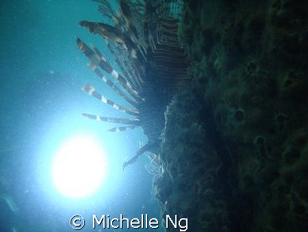 Silhoutte of a lionfish. by Michelle Ng 