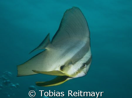 Longfin Batfish, The Dome, Koh Tachai, Canon EOS 350d 18-... by Tobias Reitmayr 