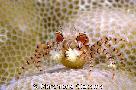 Boxer crab in Bunaken
Nikon D100, 105 macro mikon, two s... by Marchione Giacomo 