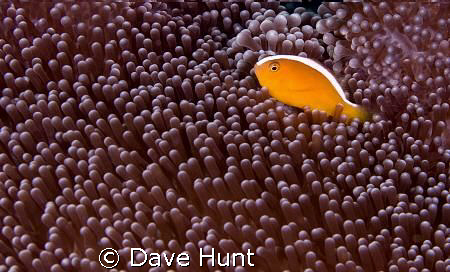 YAA - yet another anemonefish.  But I love the texture of... by Dave Hunt 