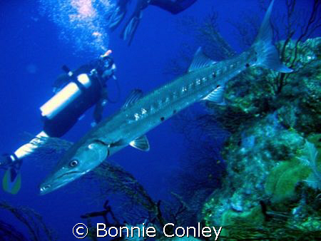 Great Barracuda seen at Grand Cayman August 2006.  Photo ... by Bonnie Conley 