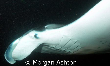 Manta profile. Kona, Hawaii. Taken with a DX-1G with wide... by Morgan Ashton 