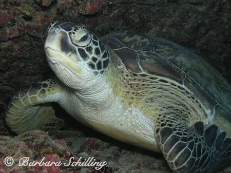 A green Turtle posing for the photographer. Taken with a ... by Barbara Schilling 