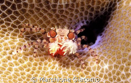 Boxer crab with eggs
Nikon D100 , Nikon  105 macro, two ... by Marchione Giacomo 