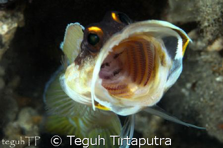 Blotched jawfish...captured using Canon EOS 400D, with Se... by Teguh Tirtaputra 