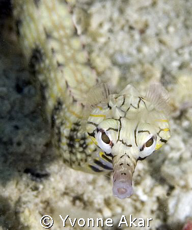 I love pipefish. This one was rather coy about being a su... by Yvonne Akar 