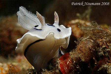 Nudi in motion :) taken in Anilao with Canon 400D+100mm m... by Patrick Neumann 