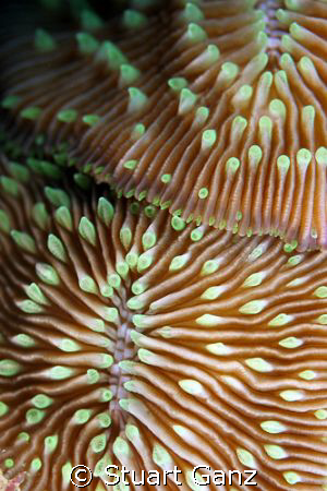 Mushroom Coral. I found these two lieing togeather with t... by Stuart Ganz 