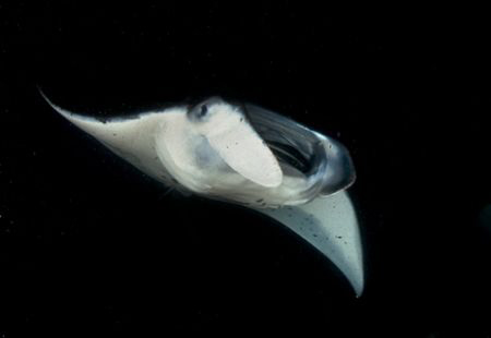 1st in a series of manta portraits I took in Hawaii by Andy Lerner 