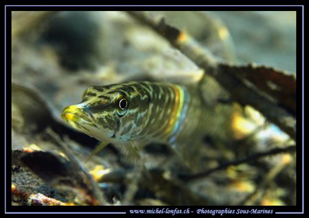 A very young pike fish not far from the surface of the la... by Michel Lonfat 