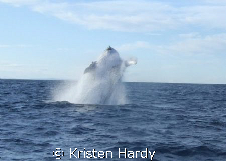 A unexpected breach by a humpback in Sydney Harbour. by Kristen Hardy 