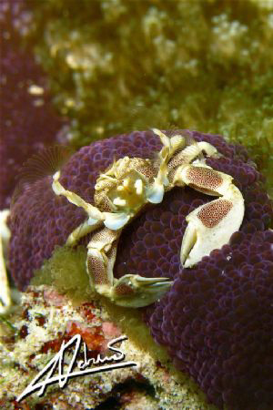 Porcelain Anemone Crab or Cheerleader? Richelieu Rock - T... by Adriano Trapani 