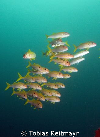School of goatfish. Look at the guy on the left: "oh my, ... by Tobias Reitmayr 