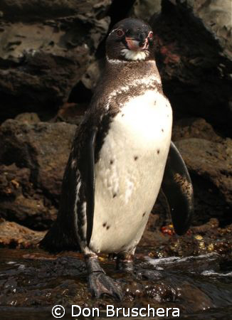 Part of the Galapagos adventure is snorkeling with pengui... by Don Bruschera 