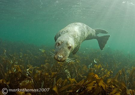 Inquisitive grey seal.
Farne Islands, Northumberland.
1... by Mark Thomas 