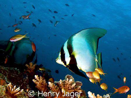 "Batfish" from Raja Ampat, West Papua by Henry Jager 