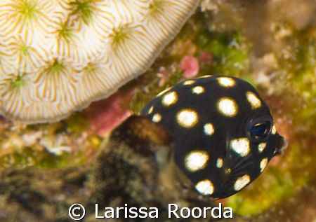 Lactophrys triqueter.  Smooth Trunkfish (post-larval juve... by Larissa Roorda 
