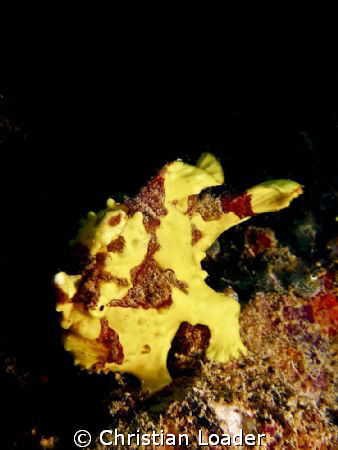 Clown Frogfish (Antennarius maculatus). Mabul, Borneo. Ol... by Christian Loader 