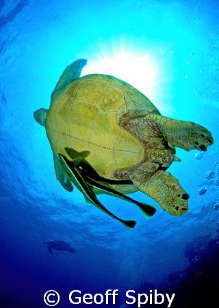 turtle and suckerfish by Geoff Spiby 