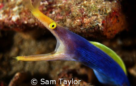 Blue Ribbon Eel. 60mm lens by Sam Taylor 