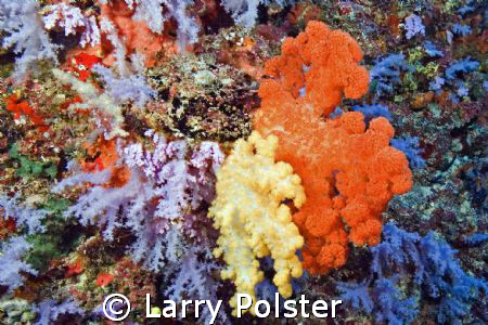 Soft Coral capitol of the World by Larry Polster 