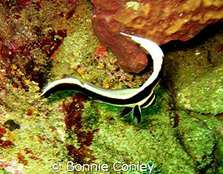 Juvenile spotted drum seen at Tobago June 2007.  Photo ta... by Bonnie Conley 