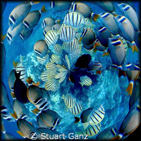 Photoshop Fish Kaleidoscope.  by Stuart Ganz 