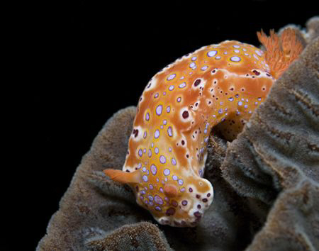 A cold water nudibranch photographed off the remote Yorke... by Cal Mero 