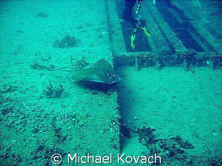 Southern Atlantic Stingray on the Sea Emperor. by Michael Kovach 