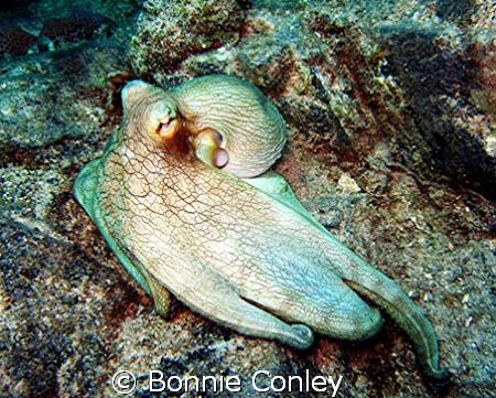 Octopus seen at Sint Maarten August 2007.  Photo taken wi... by Bonnie Conley 