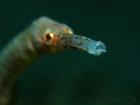 Pipe Fish. Its too long for me to focus the whole image. ... by Paul Ng 