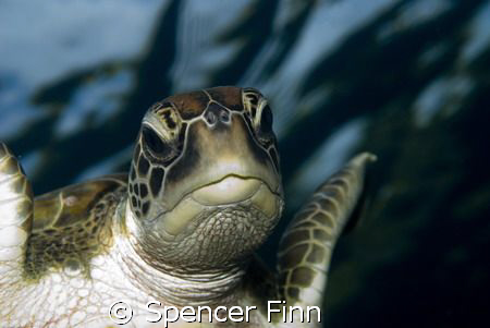 Grren Turtles like this one are common in the Similan isl... by Spencer Finn 