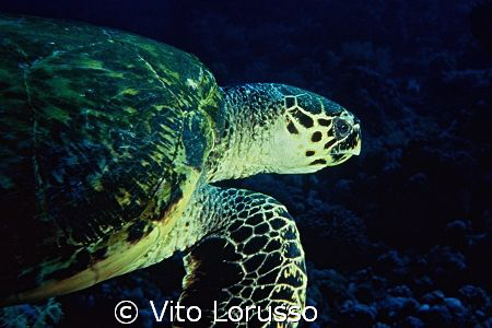 Turtles - Eretmochelys imbricata by Vito Lorusso 