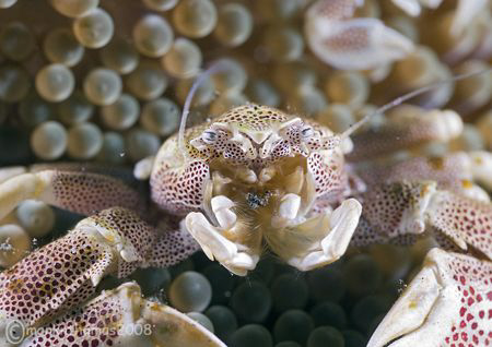 Porcelain crab.
Lembeh Straits.
60mm. by Mark Thomas 