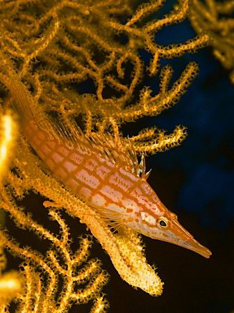 Longnose Hawkfish posing nicely.  Found at a dive site ne... by Thomas Roesler 