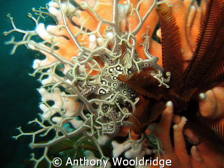 A basket star next to a feather star, both perched on som... by Anthony Wooldridge 