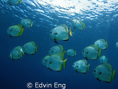 Batfish on the move! Taken in Sipadan with Canon S80, Ino... by Edvin Eng 