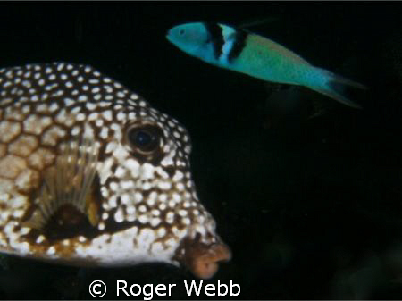 trunk fish by Roger Webb 