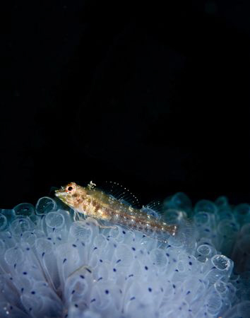 A small goby resting on some cold water ascidians. Photog... by Cal Mero 