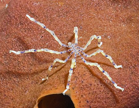 Sea Spider (Endeis flaccida) from Anilao, Philippines. by Jim Chambers 