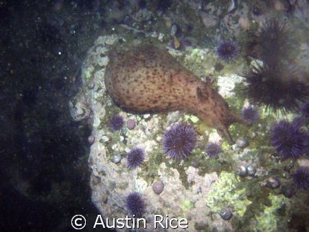 GIANT SEA HARE!!! At least 1 foot long! Night dive in Sha... by Austin Rice 