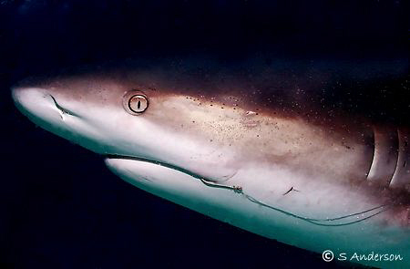 "Hooked but only for a moment" This Caribbean Reef Shark ... by Steven Anderson 