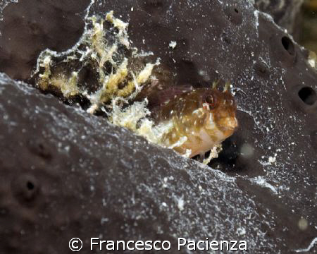 Bavosa gattoruggine (Parablennius gattorugine) in a black... by Francesco Pacienza 