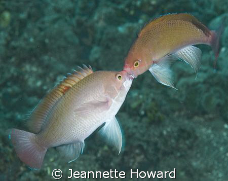 Underwater Love! by Jeannette Howard 
