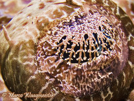 Eye of a crocodile fish (Canon G9, Inon D2000, Inon UCL165) by Marco Waagmeester 