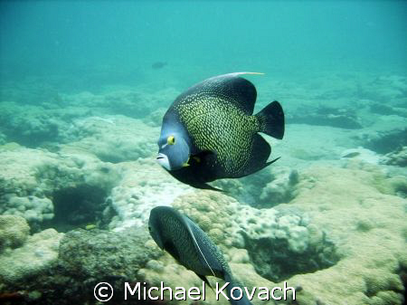 French Angelfish on the inside reef at Lauderdale by the Sea by Michael Kovach 