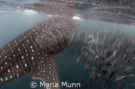 Whale Shark Feeding in the Sea of Cortez by Maria Munn 